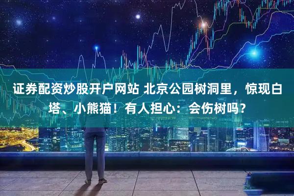 证券配资炒股开户网站 北京公园树洞里，惊现白塔、小熊猫！有人担心：会伤树吗？